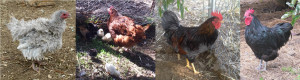 chookbanner